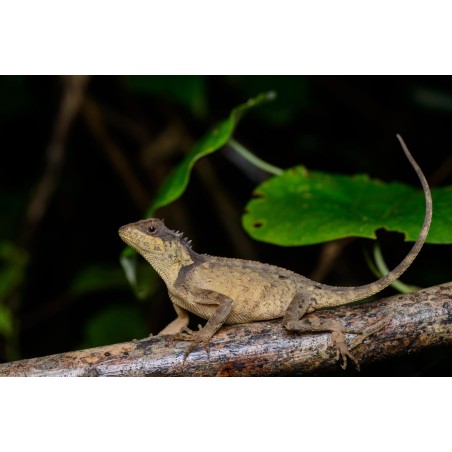 Acanthosaura lepidogaster M-L