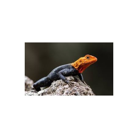 Agama agama M-L
