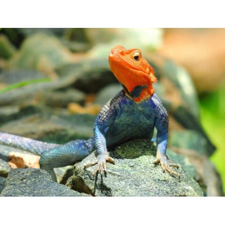 Agama agama M-L