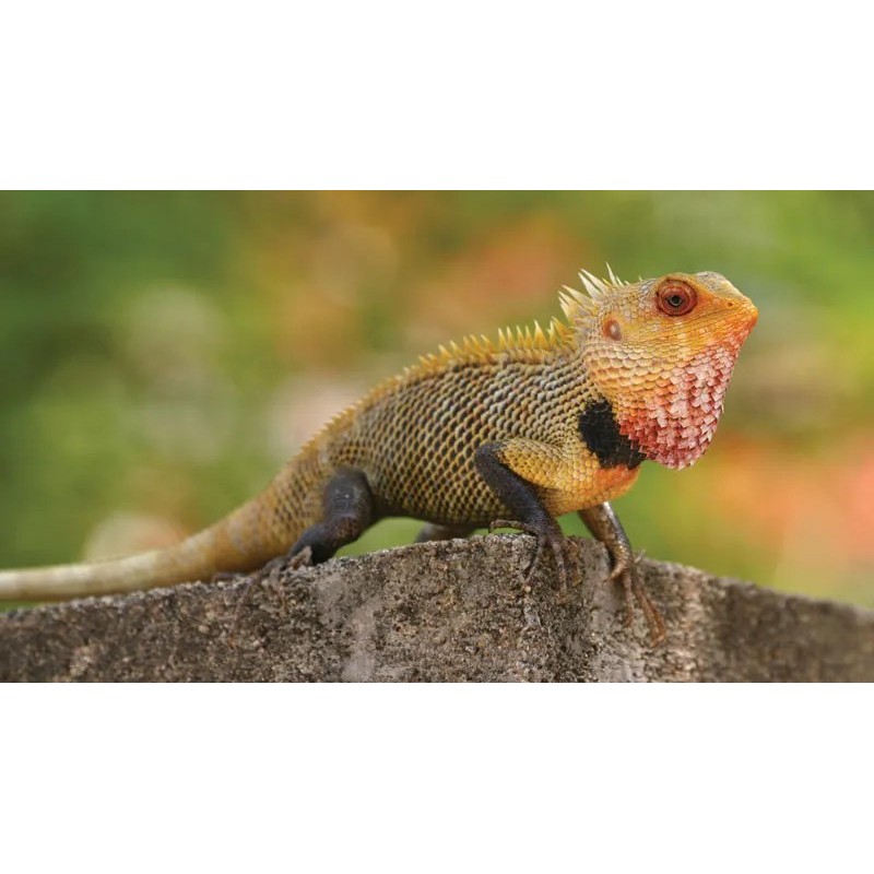 Calotes versicolor L