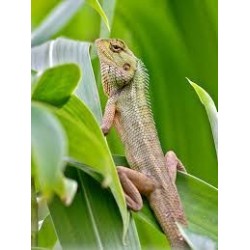 Calotes versicolor L