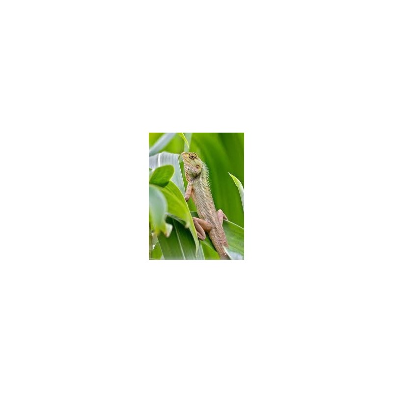 Calotes versicolor L