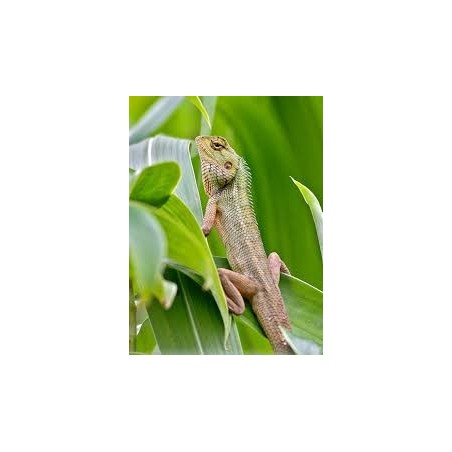 Calotes versicolor L