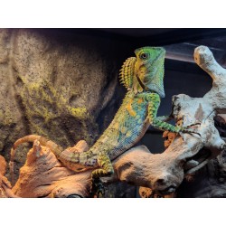 Gonocephalus chamaeleontinus M-L