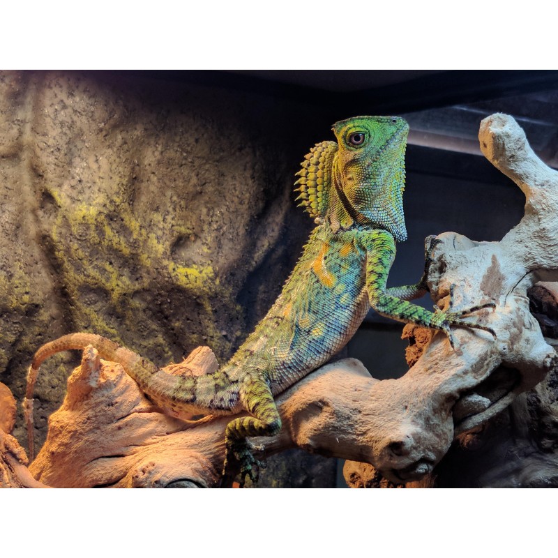 Gonocephalus chamaeleontinus M-L