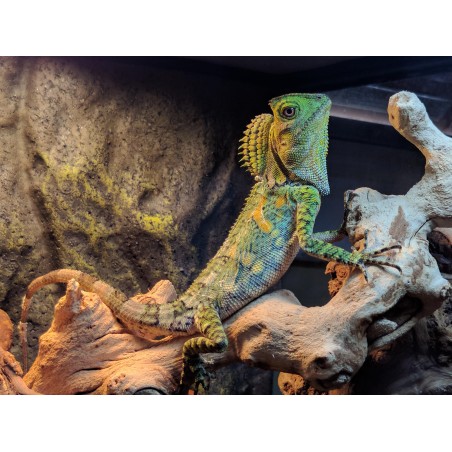 Gonocephalus chamaeleontinus M-L