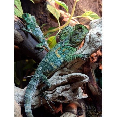 Gonocephalus chamaeleontinus M-L