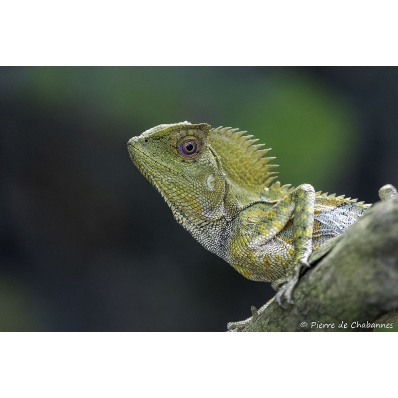 Gonocephalus chamaeleontinus M-L