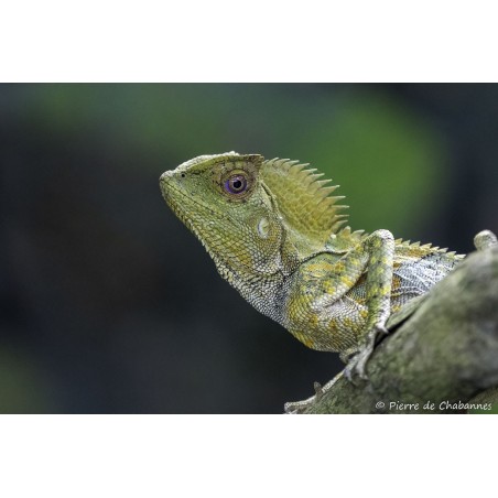 Gonocephalus chamaeleontinus M-L