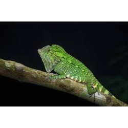 Gonocephalus doriae abbotti M-L