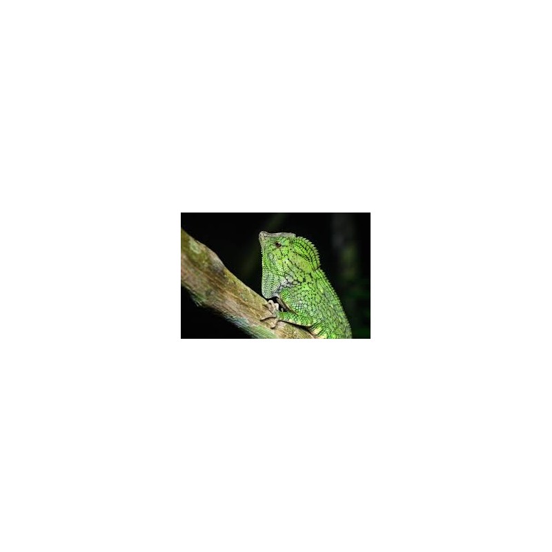 Gonocephalus doriae abbotti M-L