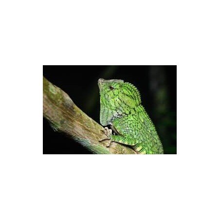 Gonocephalus doriae abbotti M-L