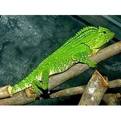 Gonocephalus doriae abbotti M-L