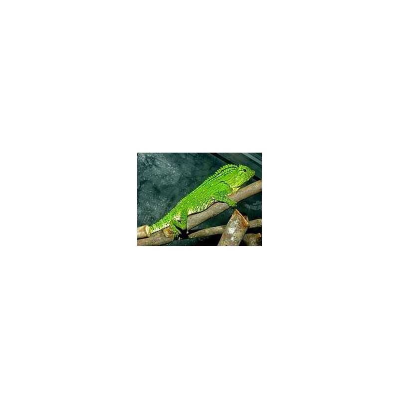 Gonocephalus doriae abbotti M-L