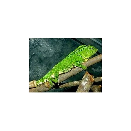 Gonocephalus doriae abbotti M-L