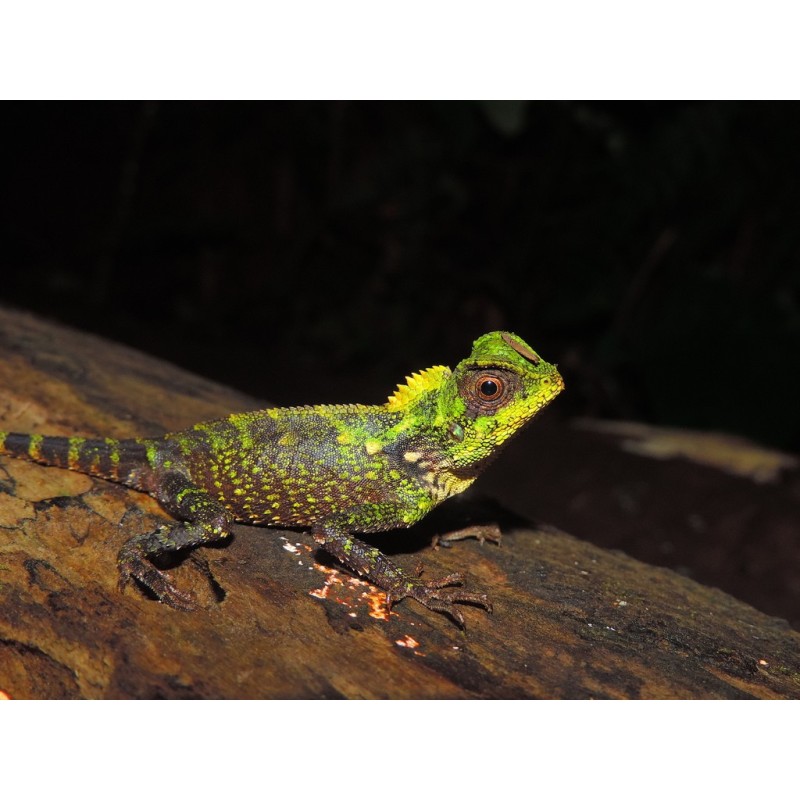 Gonocephalus kuhli