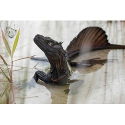 Hydrosaurus amboinensis S-M