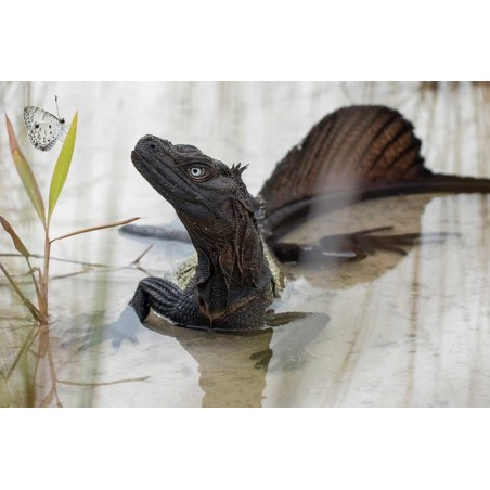 Hydrosaurus amboinensis S-M