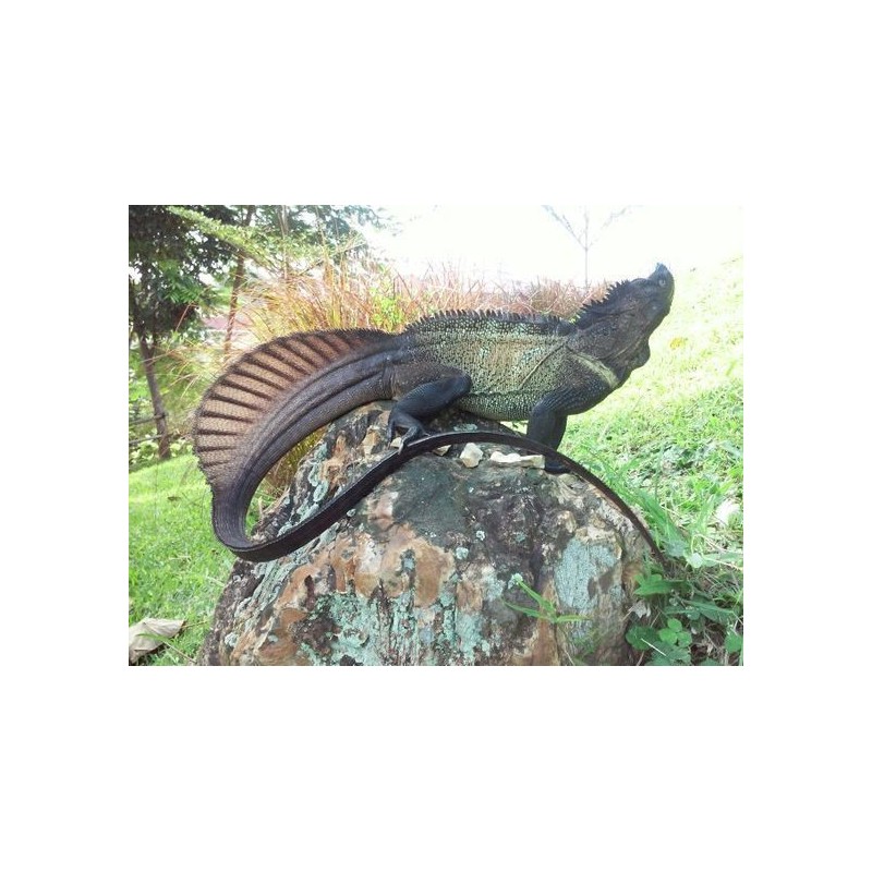 Hydrosaurus amboinensis S-M
