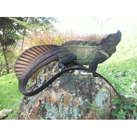 Hydrosaurus amboinensis S-M