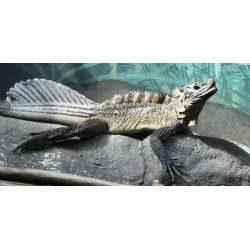 Hydrosaurus amboinensis S-M