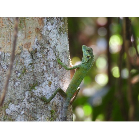 Hypsilurus auritus M-L