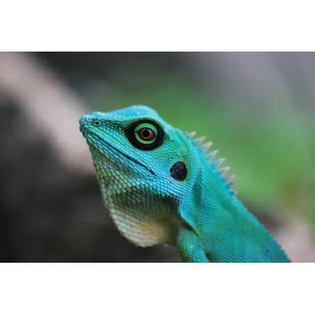 Hypsilurus auritus M-L