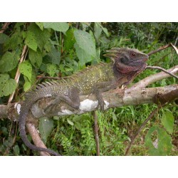 Hypsilurus dilophus M-L