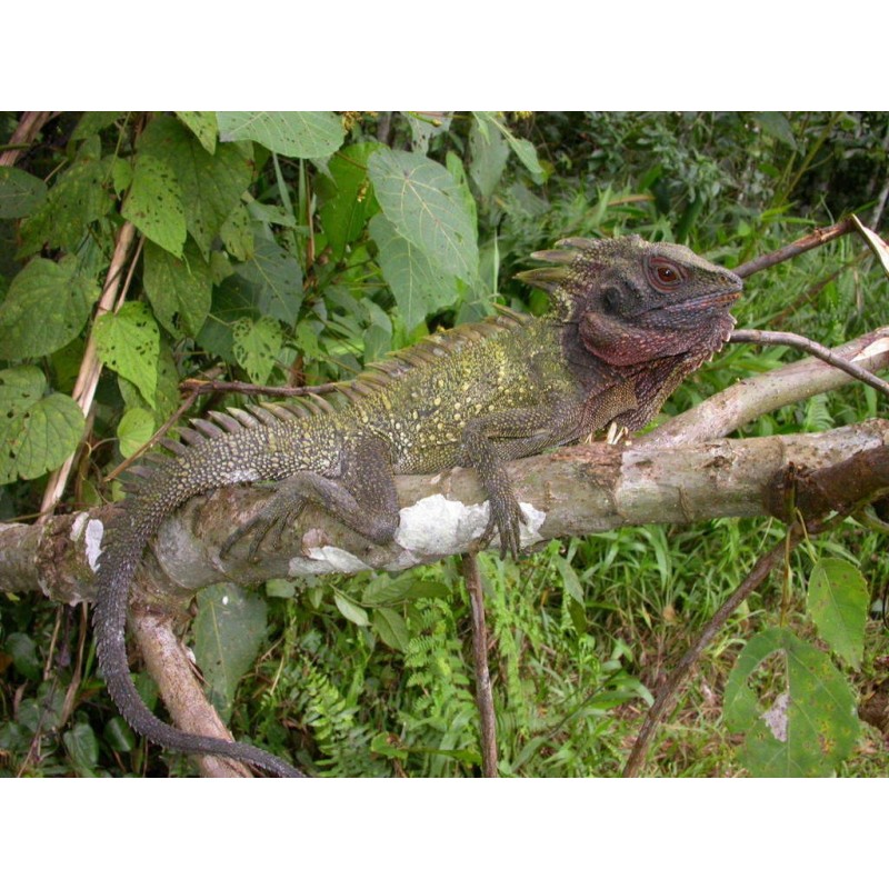 Hypsilurus dilophus M-L