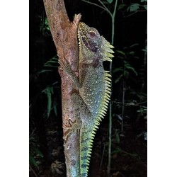 Hypsilurus dilophus M-L