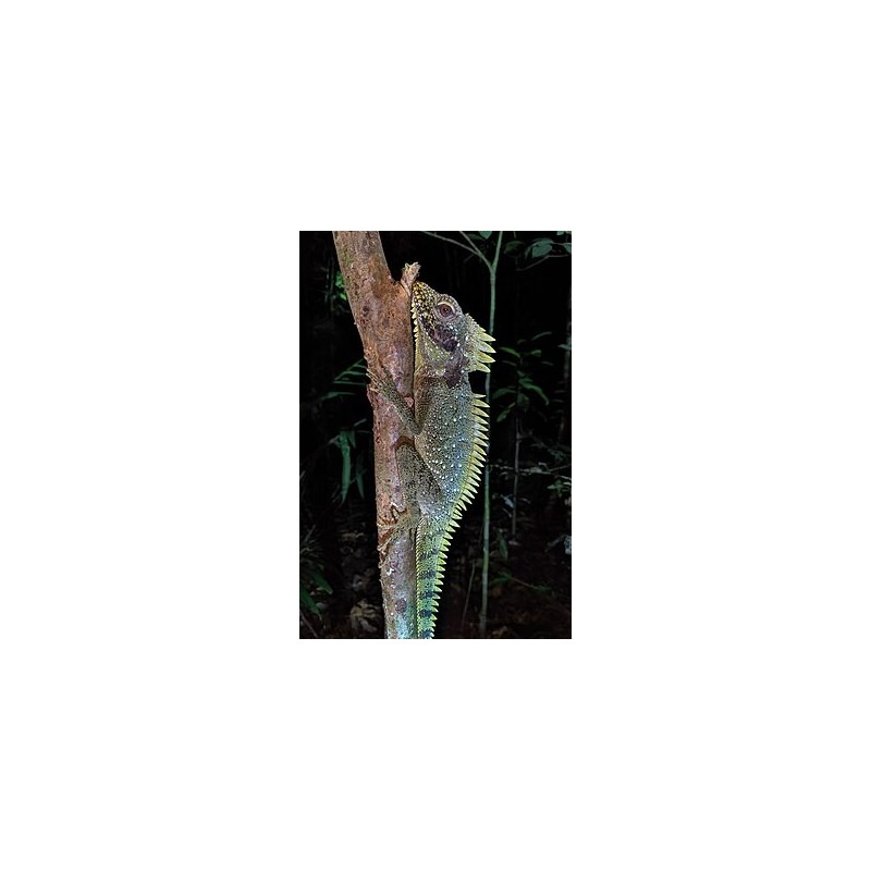 Hypsilurus dilophus M-L