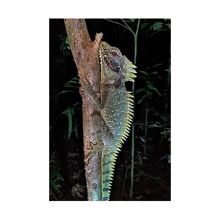 Hypsilurus dilophus M-L