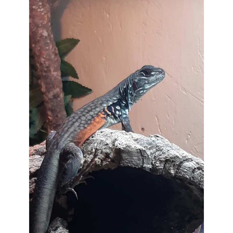 Leiolepis rubritaeniata M-L