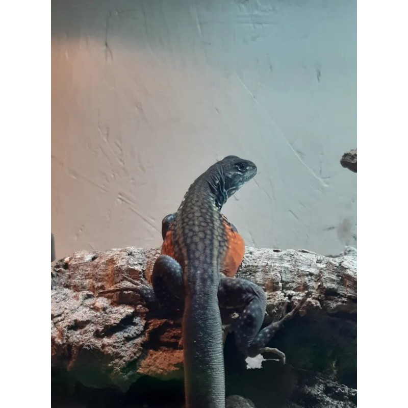 Leiolepis rubritaeniata M-L