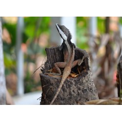 Lophognathus temporalis M-L