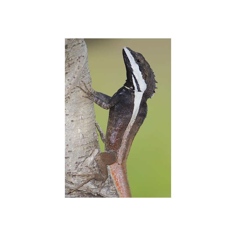 Lophognathus temporalis M-L