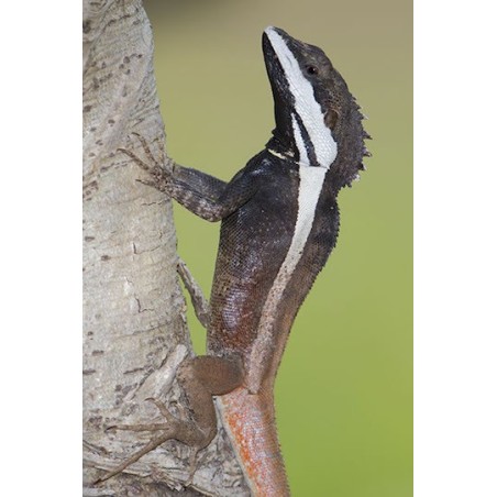 Lophognathus temporalis M-L