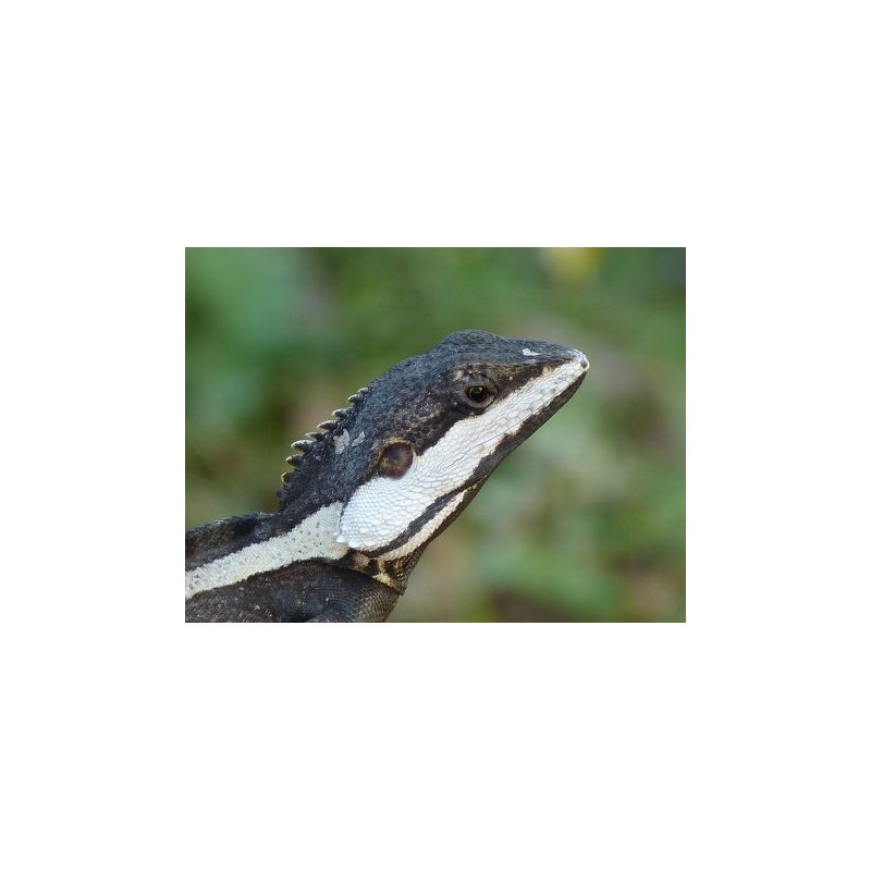 Lophognathus temporalis M-L