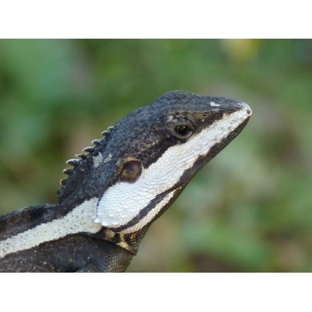 Lophognathus temporalis M-L