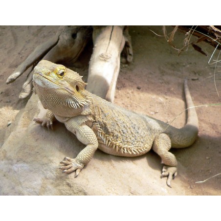 Pogona vitticeps 10 cm