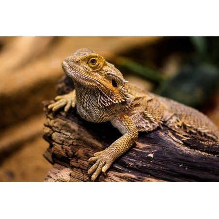 Pogona vitticeps 10 cm