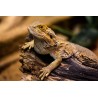 Pogona vitticeps 10 cm
