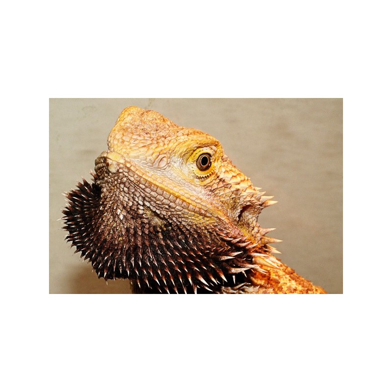 Pogona vitticeps 10 cm