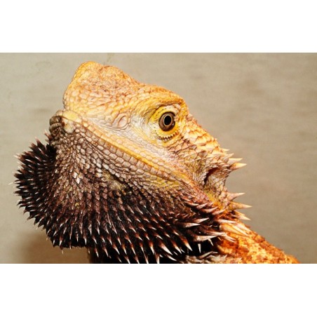 Pogona vitticeps 10 cm