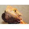 Pogona vitticeps 10 cm