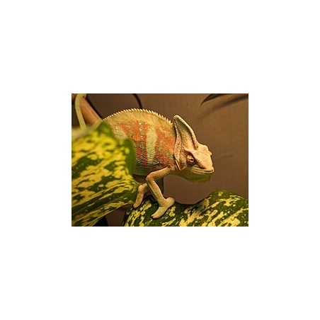 Chamaeleo calyptratus 6-8 cm