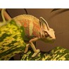 Chamaeleo calyptratus 6-8 cm