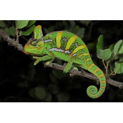 Chamaeleo calyptratus 6-8 cm