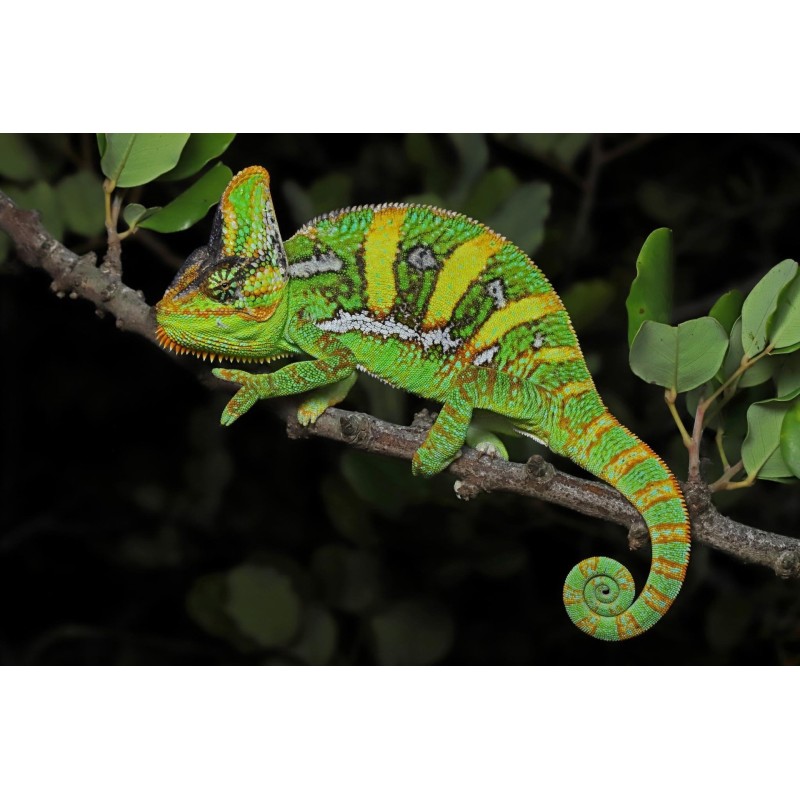 Chamaeleo calyptratus 6-8 cm