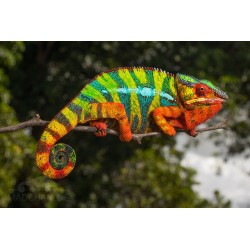 Furcifer pardalis ambilobe (coppia) 8-12 cm